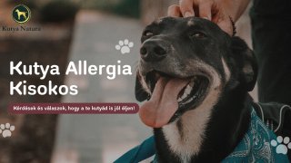 Allergia kisokos