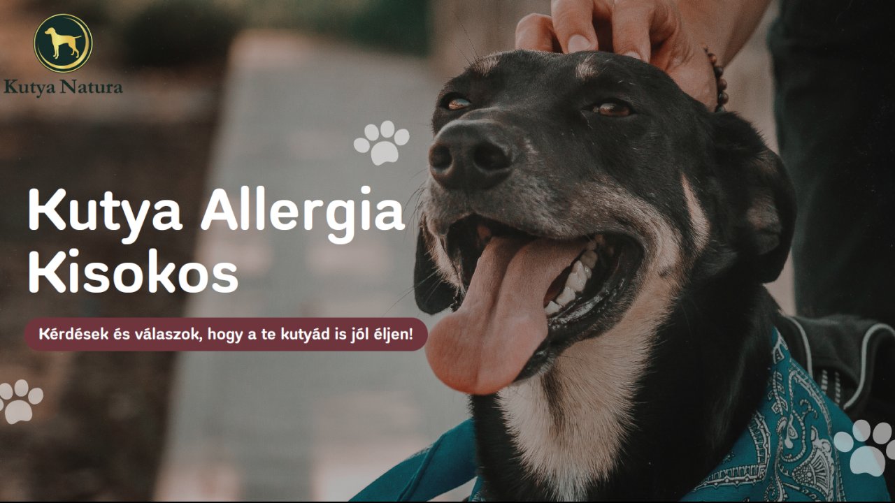Allergia kisokos