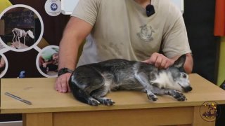 Mozgásszervi állapotfelmérés 2. rész